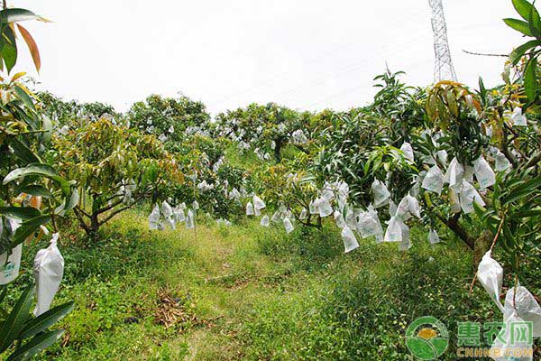 æžœå›­å¦‚ä½•ç”¨è¯ï¼Ÿæžœå›­ç—…è™«å®³ç²¾å‡†åŒ–ç”¨è¯çš„å‰æåˆ†æž