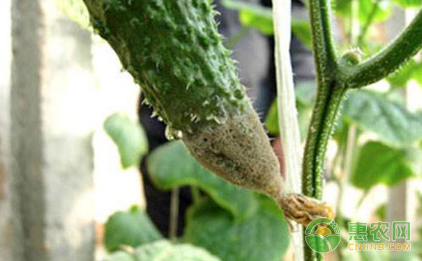 Cucumber sclerotinia prevention and treatment method