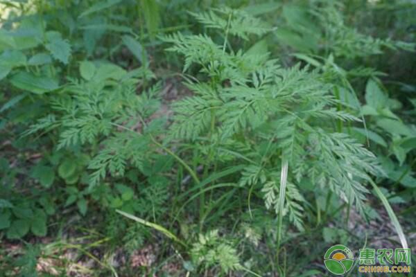 ä¸­è‰è¯å±±é‡Žèœå³¨å‚æž—ä¸‹ç§æ¤ç®¡ç†æŠ€æœ¯