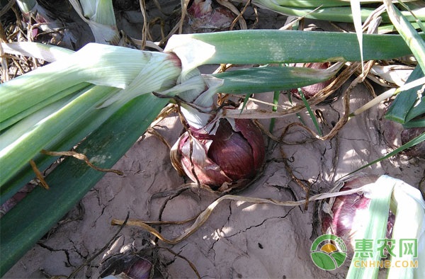How to prevent onion root rot