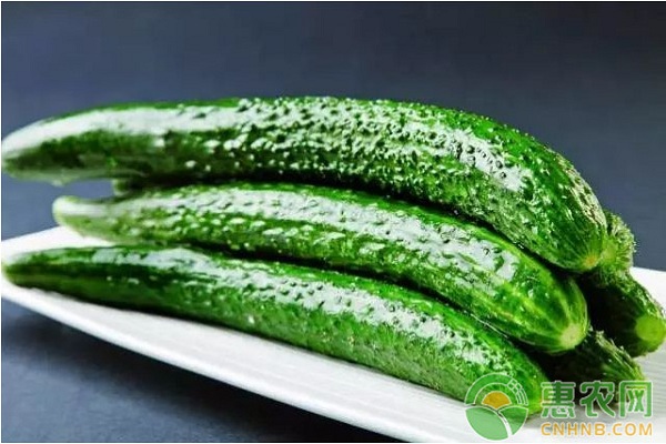 é»„ç“œé»‘æ˜Ÿç—…çš„å‘ç—…ç—‡çŠ¶åŠé˜²æ²»æŽªæ–½