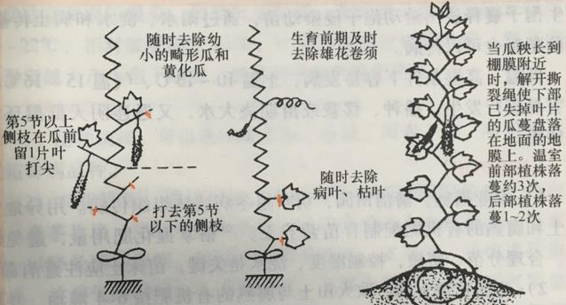 å¦‚ä½•æé«˜é»„ç“œäº§é‡ï¼Ÿå¤§æ£šé»„ç“œé«˜äº§ç§æ¤æŠ€æœ¯