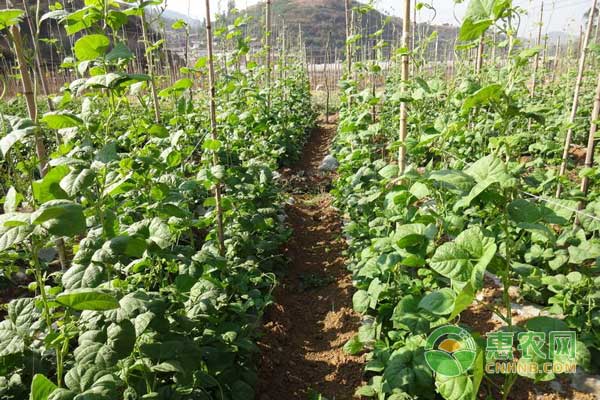 å››å­£è±†æ€Žä¹ˆç§ï¼Ÿå››å­£è±†é«˜äº§ç§æ¤æŠ€æœ¯