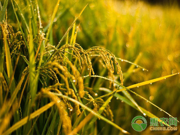What are the common pests and diseases of rice?