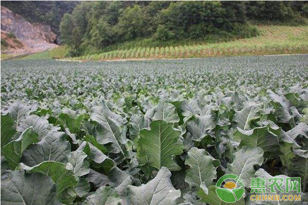 è”¬èœç§æ¤æŠ€å·§ï¼šäº”å¤§æ–½è‚¥è¯¯åŒºæ—©çŸ¥é“