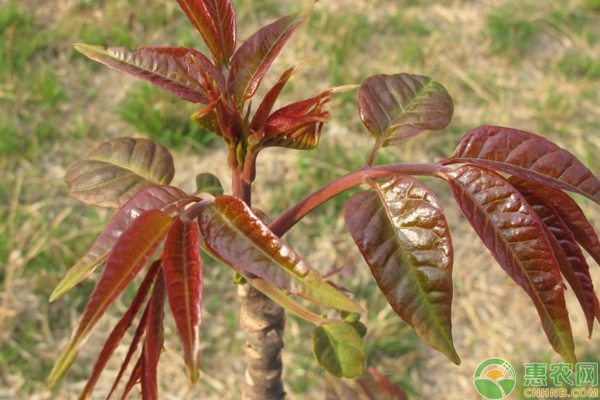 è”¬èœç§æ¤è¯¾å ‚ï¼šè¿™å‡ ç§è”¬èœä¸€æ¬¡ç§æ¤å¯å¤šæ¬¡é‡‡æ”¶ï¼Œå¾ˆå¤šäººéƒ½çŸ¥é“ï¼