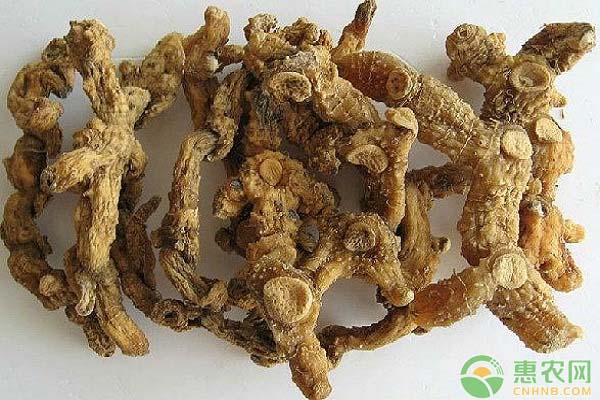 ä¸­è¯é»„ç²¾æœ‰æ€§ç¹æ®–+æ— æ€§ç¹æ®–å‘è‚²è§„å¾‹