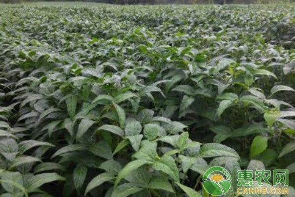 æ²¹è±†é«˜äº§ç§æ¤æŠ€æœ¯åŠç—…è™«å®³é˜²æ²»