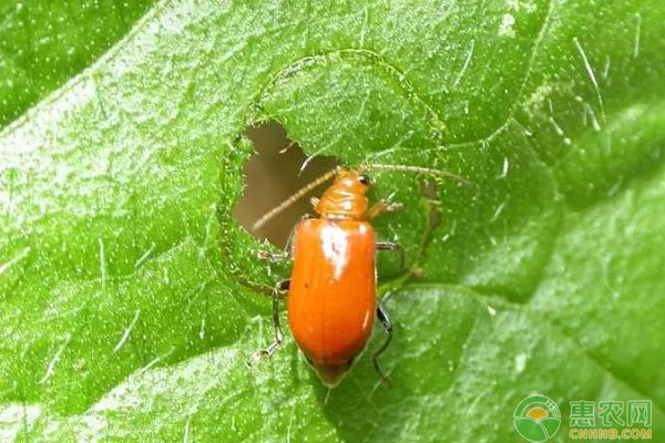 ç“œç±»è”¬èœé»„å®ˆç“œå±å®³ç‰¹å¾åŠé˜²æ²»æŽªæ–½