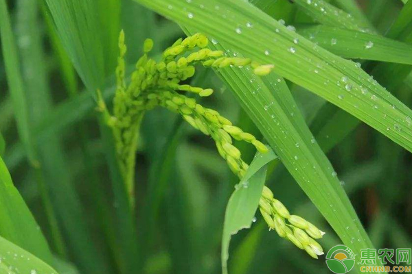 æ°´ç¨»é«˜äº§æŠ½ç©—æ‰¬èŠ±ç®¡ç†æŠ€å·§