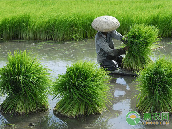 What problems should be paid attention to when planting rice?