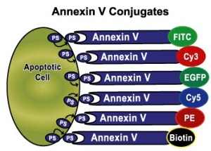 Annexin V ä¸Žç»†èƒžå‡‹äº¡çš„ä¸è§£ä¹‹ç¼˜