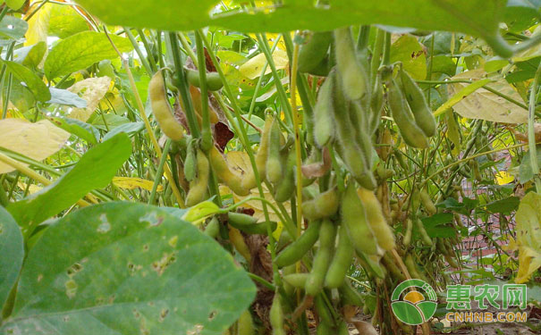 Soybean harvest is suitable at the end of yellow ripening