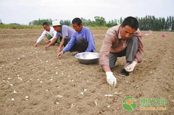 å¤§è’œè§„æ¨¡åŒ–ç§æ¤åŠç—…è™«å®³é˜²æ²»æŠ€æœ¯