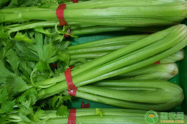 èŠ¹èœç§å­å‡ºè‹—æ…¢ã€å‡ºè‹—çŽ‡ä½Žæ€Žä¹ˆåŠžï¼ŸèŠ¹èœé«˜æ•ˆç§æ¤æŠ€æœ¯