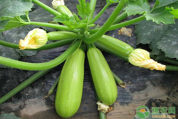 è¥¿è‘«èŠ¦ä»€ä¹ˆæ—¶å€™ç§æ¤ï¼Ÿè¥¿è‘«èŠ¦é«˜äº§ç§æ¤æ–¹æ³•å’Œæ—¶é—´