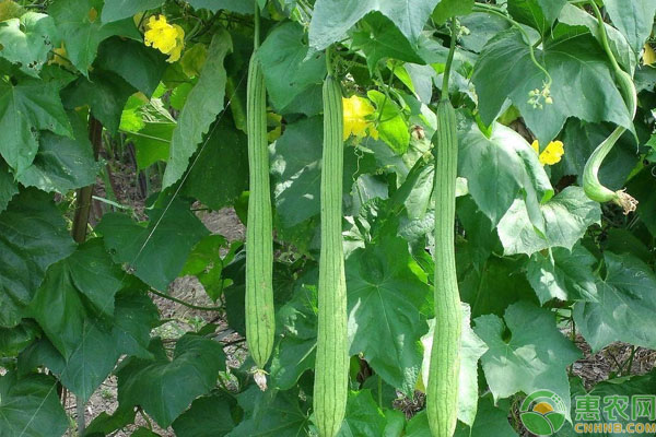 ä¸ç“œç§æ¤å°è¯¾å ‚ï¼šä¸ç“œå››å­£ç§æ¤æ—¶é—´å’Œå“ç§