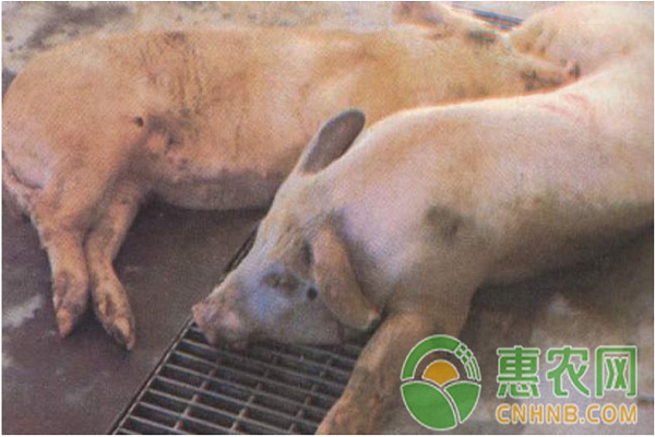 çŒªä¼ æŸ“æ€§èƒ¸è†œè‚ºç‚Ž