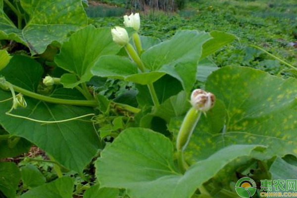 æµ…è°ˆé˜³å°å°è‘«èŠ¦ç§æ¤çš„å¥½å¤„åŠæ ½åŸ¹æŠ€å·§