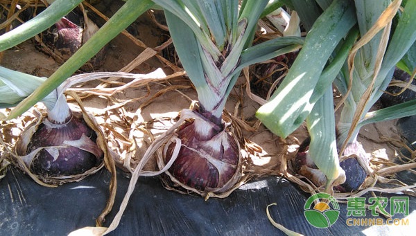 How to prevent onion root rot