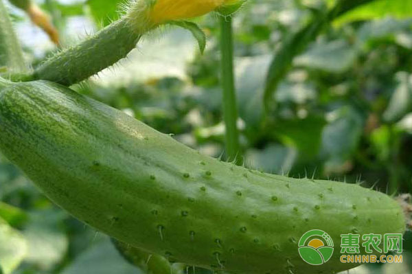 ä¸Žä¼ ç»Ÿç§æ¤ç›¸æ¯”ï¼Œè¢‹å¼æ— åœŸæ ½åŸ¹é»„ç“œæœ‰å“ªäº›ç›Šå¤„ï¼Ÿ