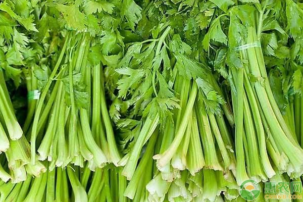 èŠ¹èœé«˜äº§ç§æ¤ç®¡ç†æŠ€æœ¯è¦ç‚¹