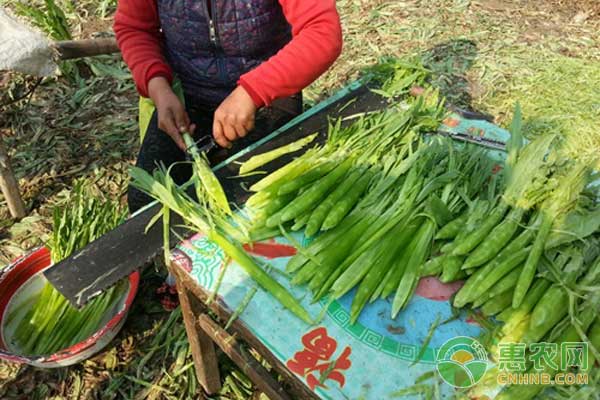 è´¡èœæ€Žä¹ˆç§æ¤ï¼Ÿè´¡èœæœ‰æœºç”Ÿæ€åž‹æ— åœŸæ ½åŸ¹æŠ€æœ¯