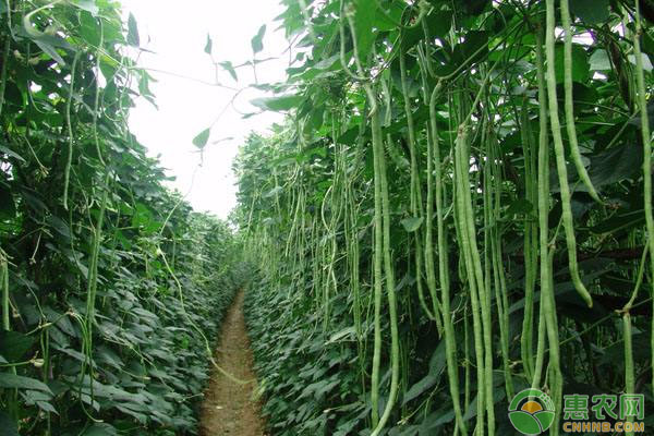 é•¿è±‡è±†æ€Žä¹ˆç§æ¤ï¼Ÿè±‡è±†é«˜äº§ç§æ¤æŠ€æœ¯