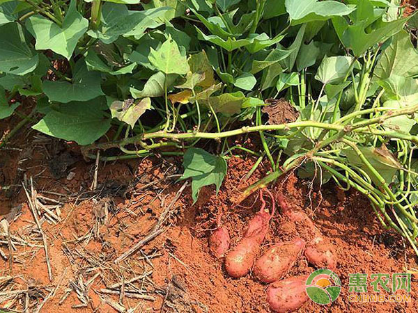 What farming and cultivation systems are suitable for planting summer and autumn potatoes?