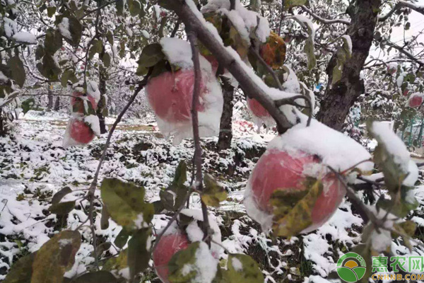 ä»Šæ—¥å¤§é›ªï¼Œå†œä½œç‰©é˜²å†»è¯æœ‰å“ªäº›ï¼Ÿé˜²å†»æŽªæ–½å¦‚ä½•è¿›è¡Œï¼Ÿ