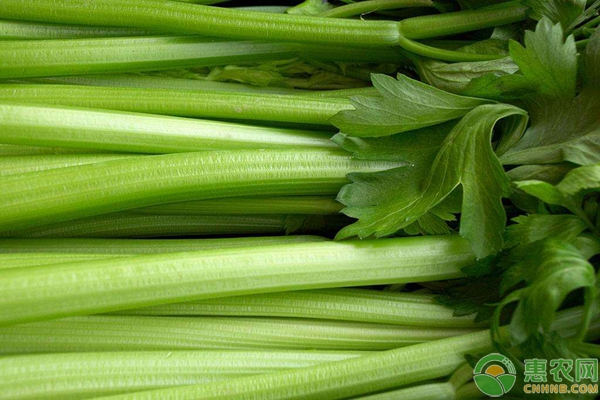 èŠ¹èœæ­»è‹—