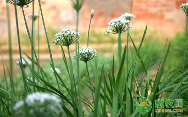 Management points for planting chives