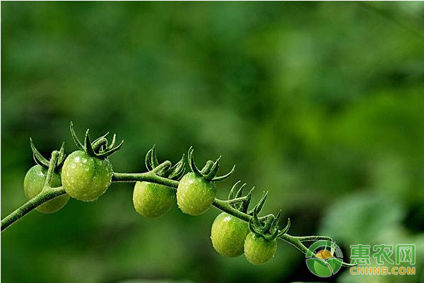 ç•ªèŒ„ä¸ºä½•èŒŽç§†å¼€è£‚ï¼Ÿç•ªèŒ„èŒŽç§†å¼€è£‚çš„åŽŸå› åŠå…¶é˜²æ²»æ–¹æ³•