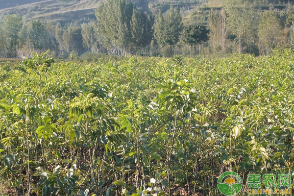 äº‘å—è–„å£³å±±æ ¸æ¡ƒä¼˜è‰¯å“ç§ç‰¹æ€§åŠé…å¥—æ ½åŸ¹æŠ€æœ¯