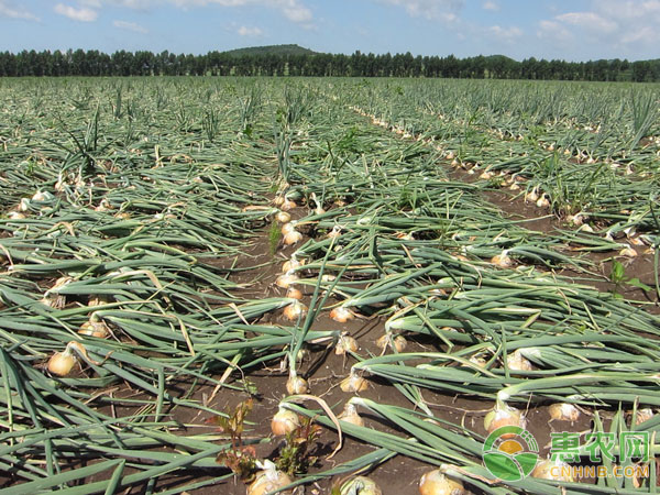 When does the onion harvest the best?