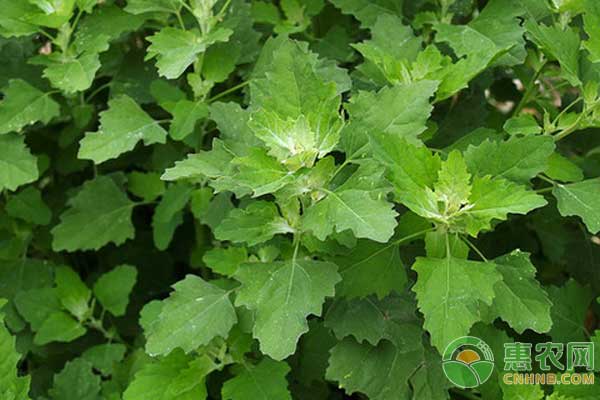 é‡Žç°èœç§æ¤æŠ€æœ¯