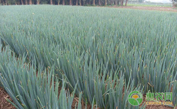 Autumn green onion production management points