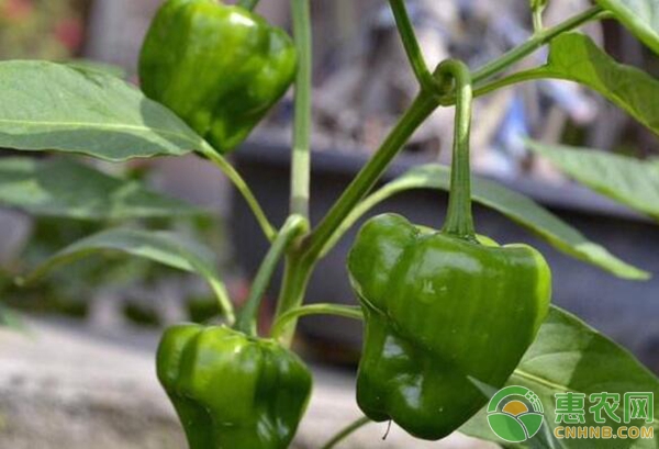 é˜³å°è”¬èœç§æ¤å“ç§å¤§ç›˜ç‚¹