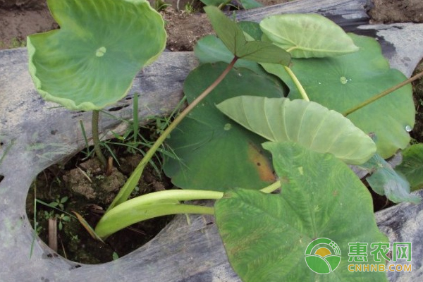 èŠ‹å¤´é«˜äº§ç§æ¤æ€Žä¹ˆé˜²æ²»ç—…å®³ï¼Ÿ