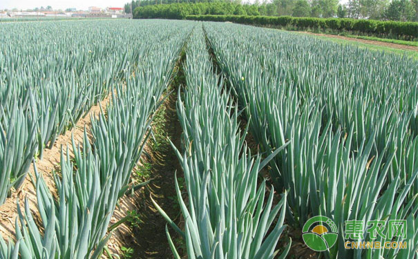 Autumn green onion topdressing method