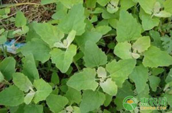 é‡Žç°èœç§æ¤æŠ€æœ¯