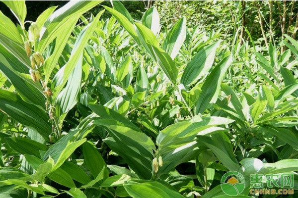 æµ…è°ˆé»„ç²¾çš„æ ¹èŒŽç¹æ®–æŠ€æœ¯è¦ç‚¹