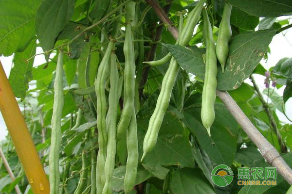 å››å­£è±†æ¿’ä¸´ç»æ”¶çš„ç§æ¤æ¡ˆä¾‹