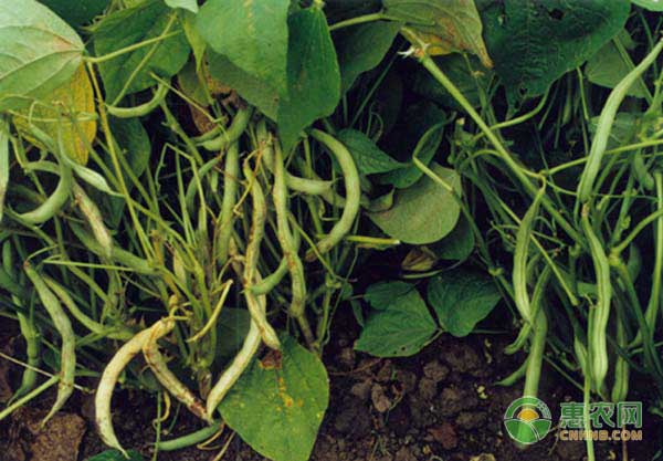 çŸ®ç”Ÿèœè±†â€œè‹èœè±†7å·â€å“ç§ç‰¹ç‚¹åŠå…¶æ ½åŸ¹æŠ€æœ¯