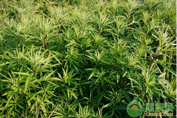 è—œè’¿ä¸»è¦ç—…è™«å®³åŠå…¶ç»¼åˆé˜²æ²»æŽªæ–½