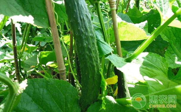 Common causes of cucumber problems in greenhouses