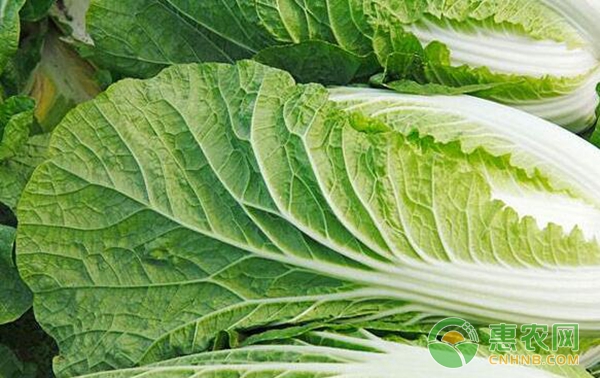 ç™½èœæ–½è‚¥è¦ç‚¹
