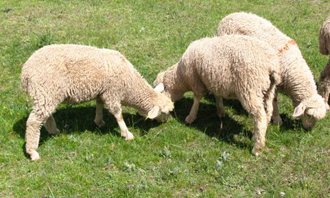 Causes and control measures of lamb dyspepsia (non-infectious diarrhea diseases)