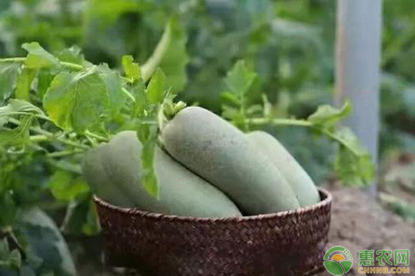 æ²™çªèåœç§æ¤æ—¶é—´