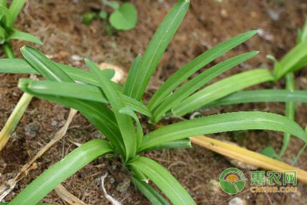 é‡ŽéŸ­èœç§æ¤æŠ€æœ¯